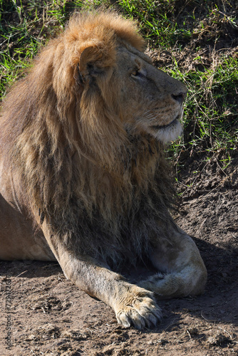 male lion portrait picture taken in Maasai Mara NP