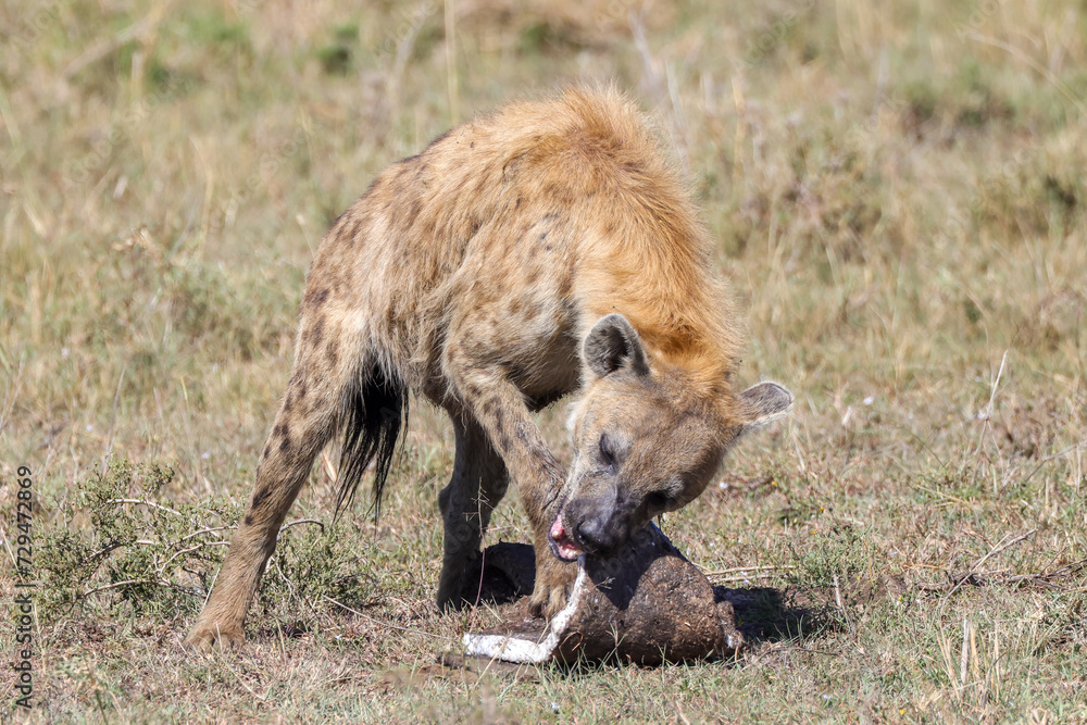 Fototapeta premium a hyena with a pice of hippo skin 