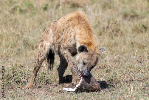 a hyena with a pice of hippo skin 