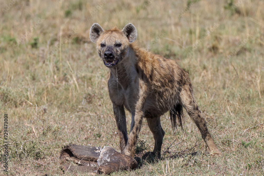 a hyena in maasai mara NP