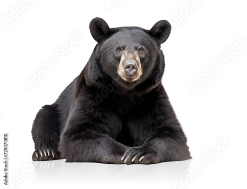 Isolated bear looking at camera. Front view of large relaxed adult black bear lying with paws crossed. Concept for carnivore animal, predator or wildlife in North America or Canada. Selective focus.