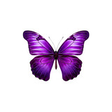 violet Butterfly isolated on transparent background	
