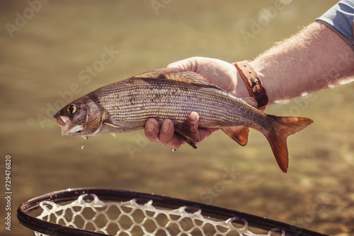 Fly fisherman presenting his small fish he caught in a river. Mozirje, Slovenia photo