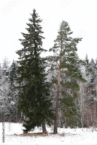 Cloudy winter day. High fir-tree and a pine grow at a row not far from the forest.