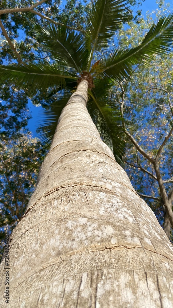 Fototapeta premium tree trunk
