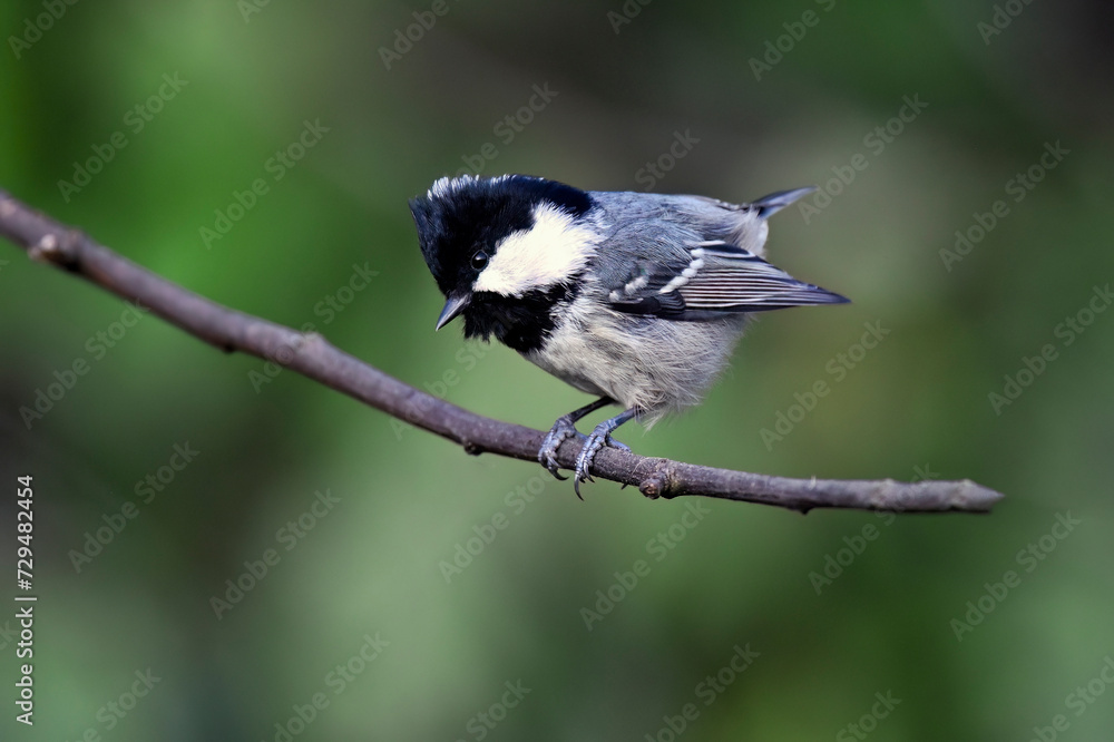 Obraz premium Coal tit