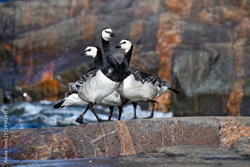 Barnacle goose family beached from the sea photo