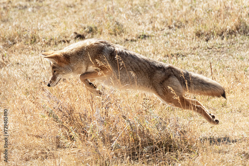 Leaping coyote hunting in a meadow of Yellowstone National Park Wyoming, USA