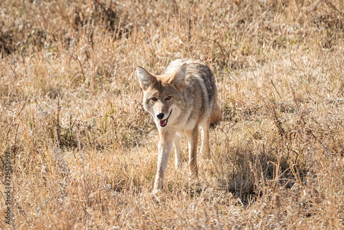 Coyote walking through the autumn meadow in Yellowstone National Park Wyoming, USA