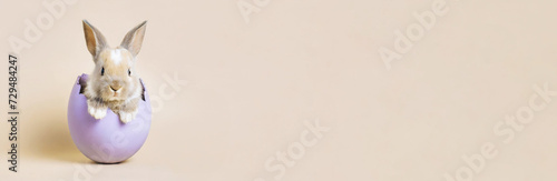 Cute Easter Rabbit bunny hatching from light pastel purple Easter egg,looking at the camera. isolated on pastel beige background. Copy space, Happy Easter. Banner,advertisement. © ARVD73