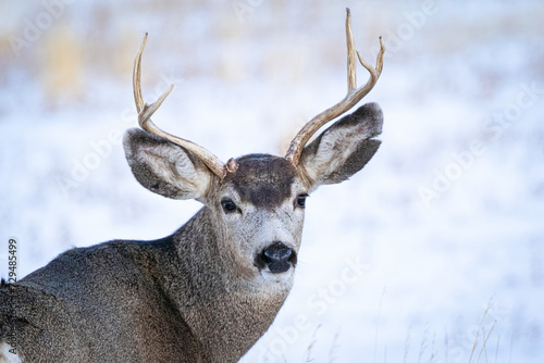 Mule deer buck closeup with a snow-covered background in Wyoming, USA