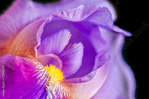 Fototapeta Naklejka Na Ścianę i Meble -  Purple Bearded Iris Close-up