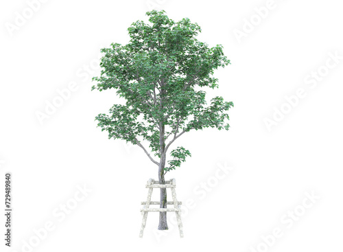Various types of tree with tree support pole on grass isolated