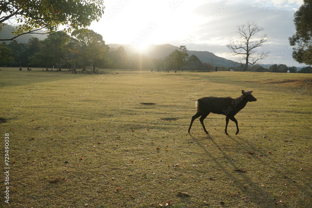 Deer in Japanese Park