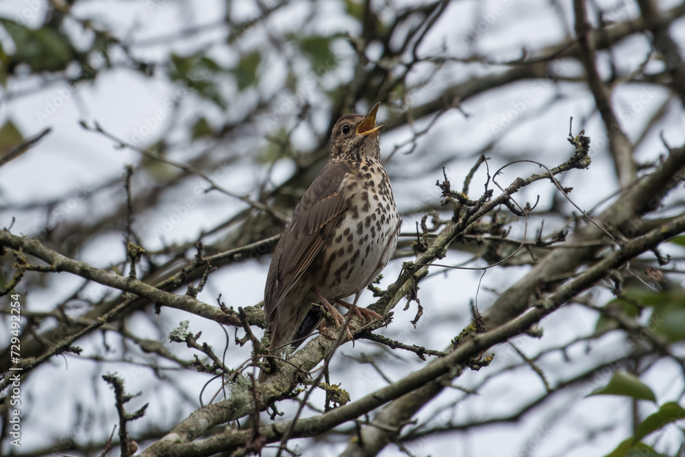 thrush perched in a tree singing with beak open thrush perched in a tree singing with beak open
