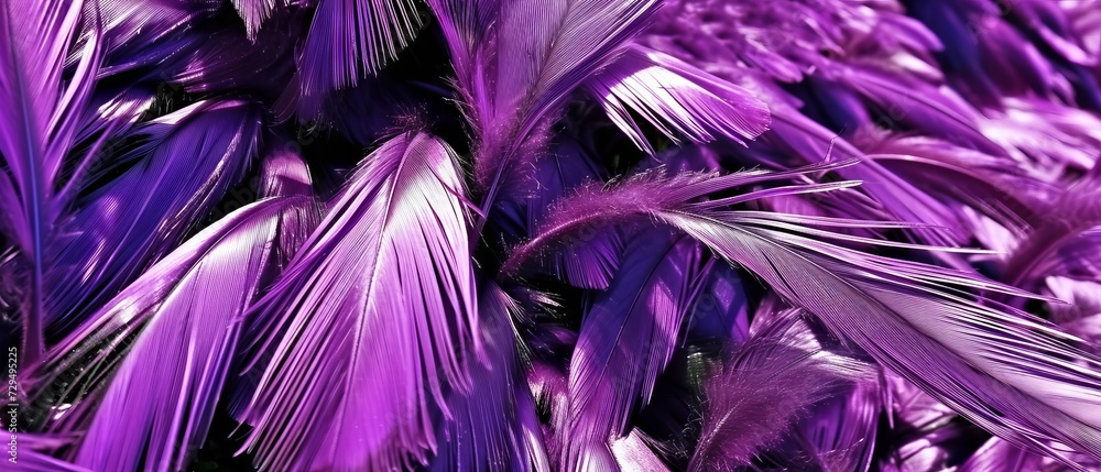 Close Up View of Purple Feathers Close Up View of Purple Feathers