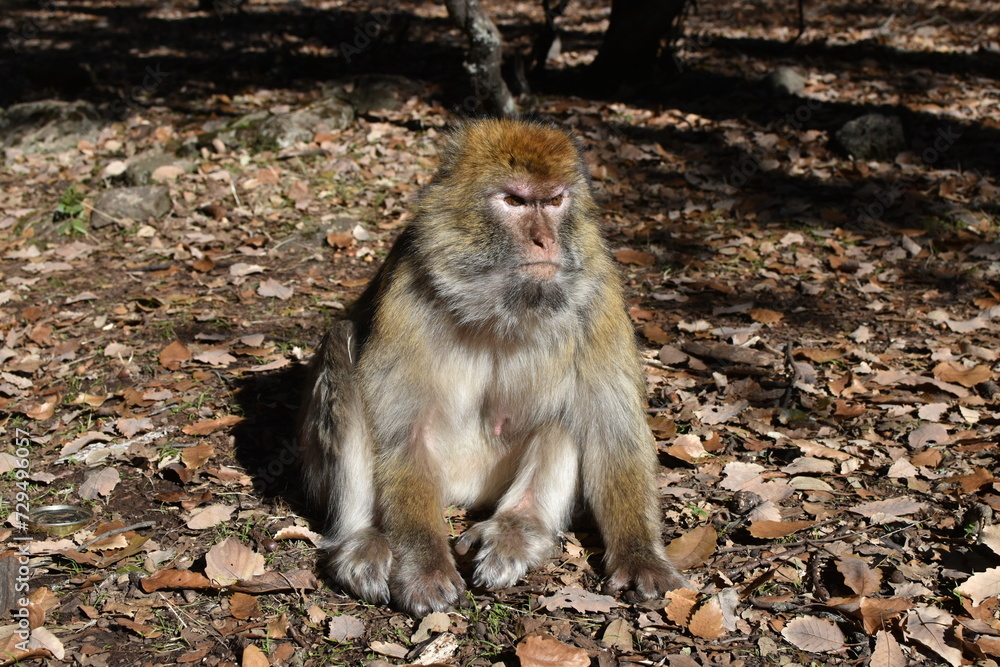 Obraz premium Mono del Atlas