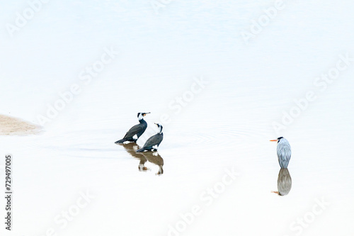 Scenery of the Winter Reservoir with cormorant