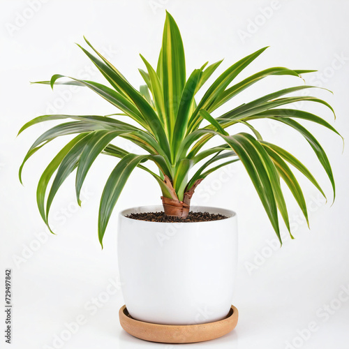 Illustration of potted dracaena compacta cane plant white flower pot dracaena compacta cane isolated white background indoor plants 