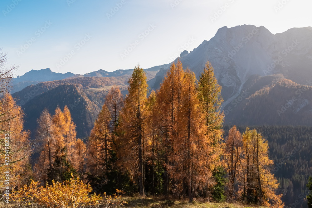 Hiking trail along golden alpine meadows and forest in autumn. Scenic view of majestic mountains of Carnic Alps in Sauris di Sopra, Friuli Venezia Giulia, Italy. Tranquil atmosphere in Italian Alps