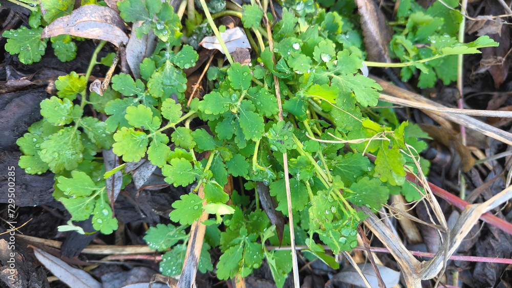 A Celandine officinalis plant in early spring close up A Celandine officinalis plant in early spring close up