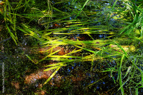 Water reflections in the fairy pond. Fontainebleau forest