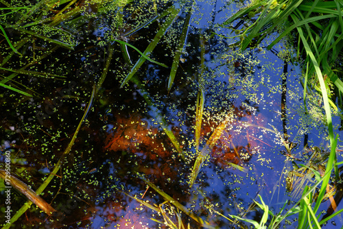 Fototapeta Naklejka Na Ścianę i Meble -  Water reflections in the fairy pond. Fontainebleau forest