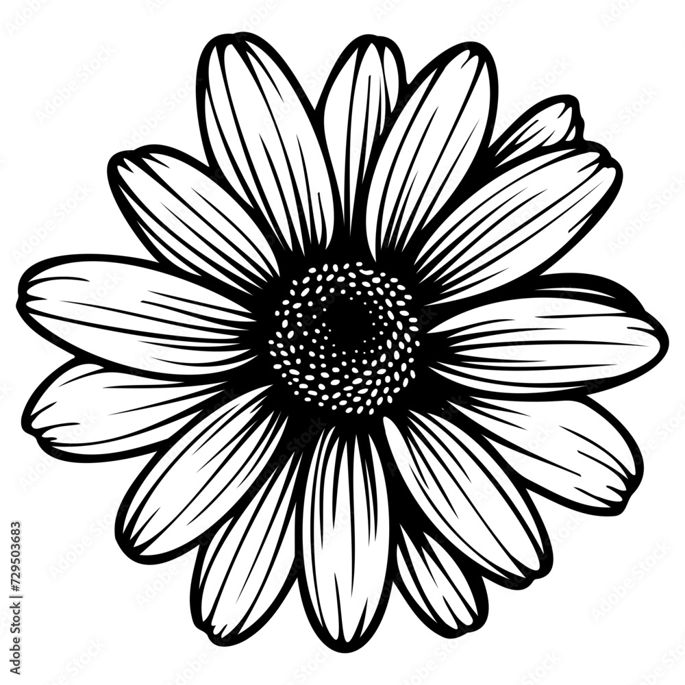 Vector illustration of daisy flower Vector illustration of daisy flower
