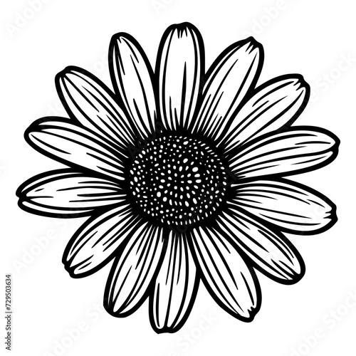 Vector illustration of daisy flower