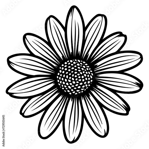 Vector illustration of daisy flower