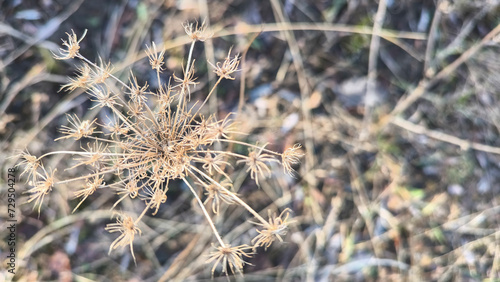 A close up of a small plant with dead grass, in the style of delicate and intricate details