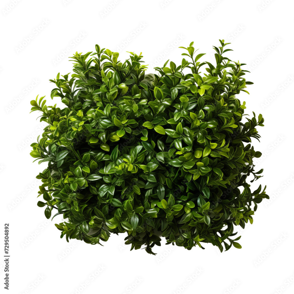 tree isolated on white background tree isolated on white background
