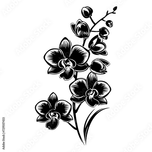 orchid branch silhouette vector