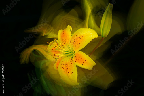 - yellow lily on a black background, double exposure