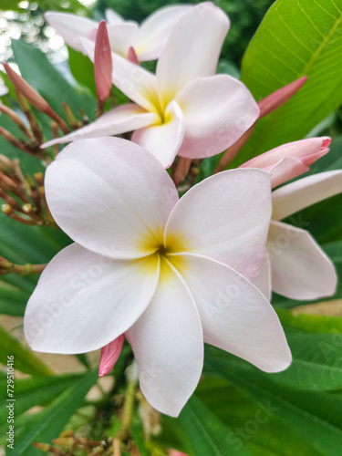 Plumeria flowers