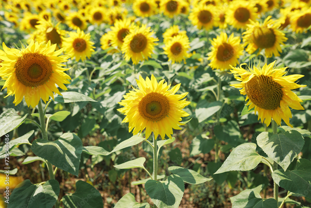 sunflower field sunflower field
