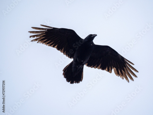 Kolkrabe (Corvus corax)