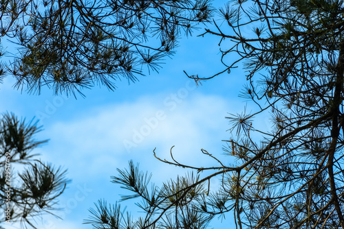 Matsusukee against Bright Blue Sky with White Clouds