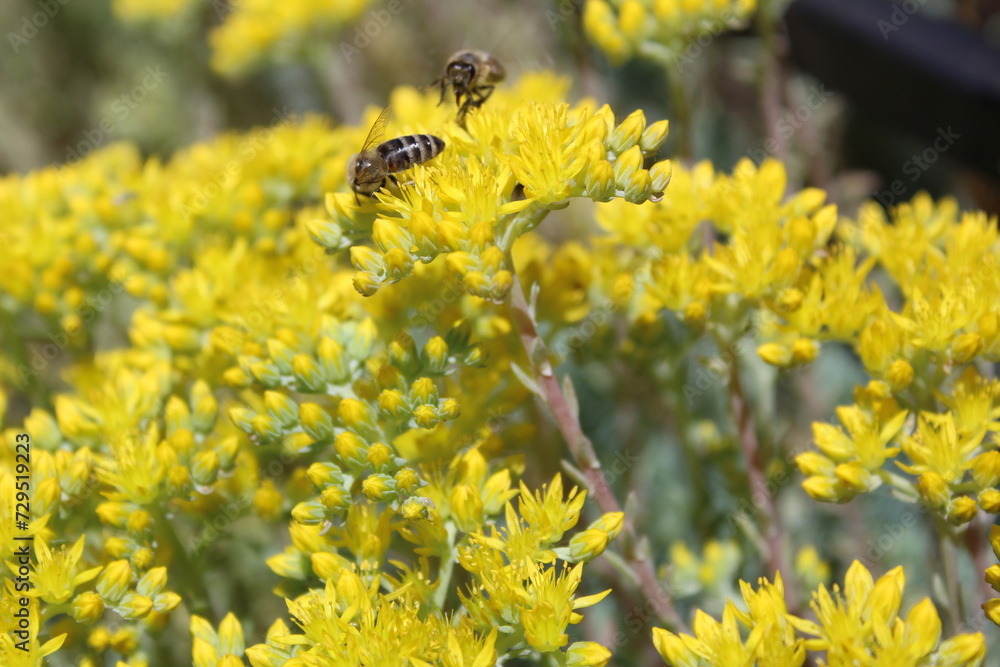 Honey bees on yellow flowers in summer Honey bees on yellow flowers in summer