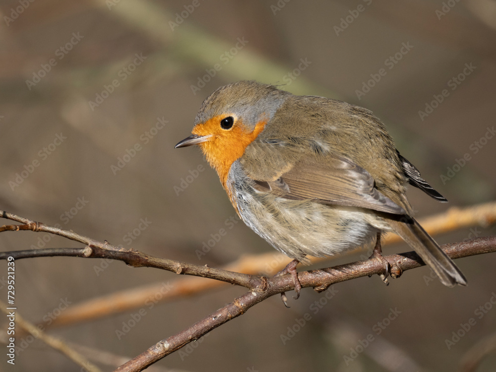 Rotkehlchen (Erithacus rubecula) Rotkehlchen (Erithacus rubecula)