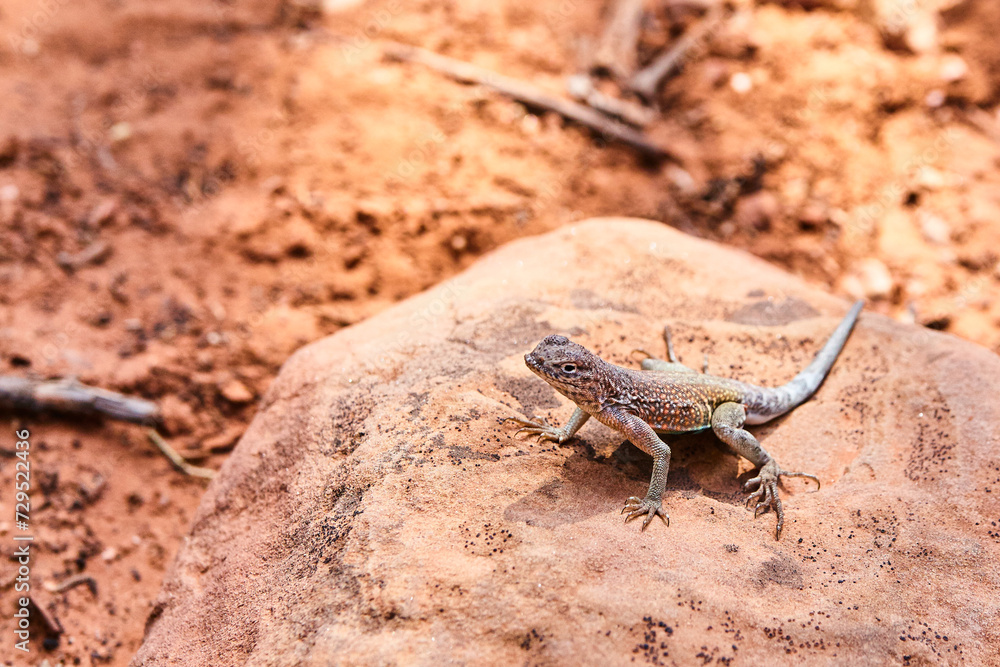 Camo Lizard on Sedona Rock in Desert Habitat Camo Lizard on Sedona Rock in Desert Habitat