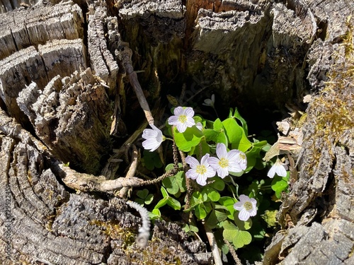 tree trunk with flowers