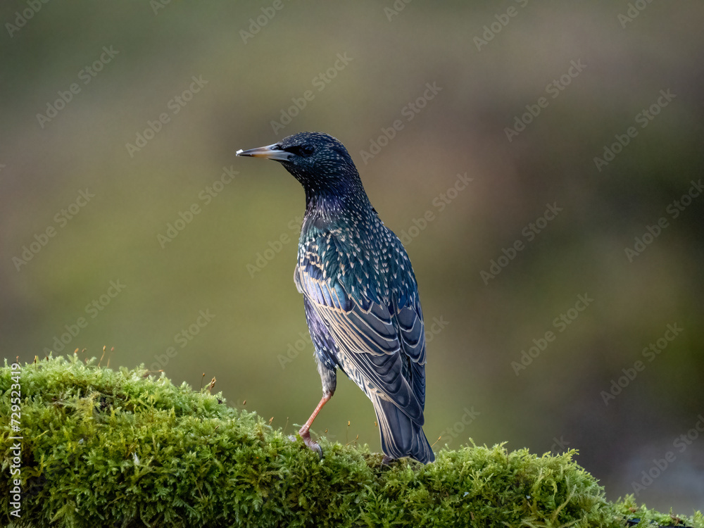 Obraz premium Star (Sturnus vulgaris)