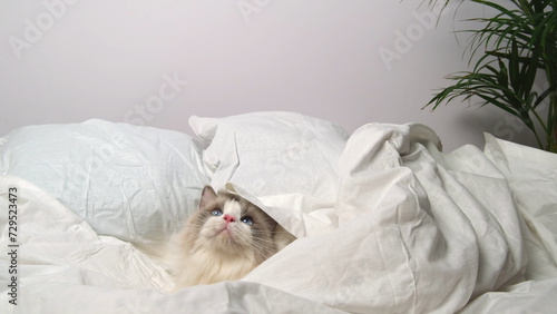 Cat on white bed linen.