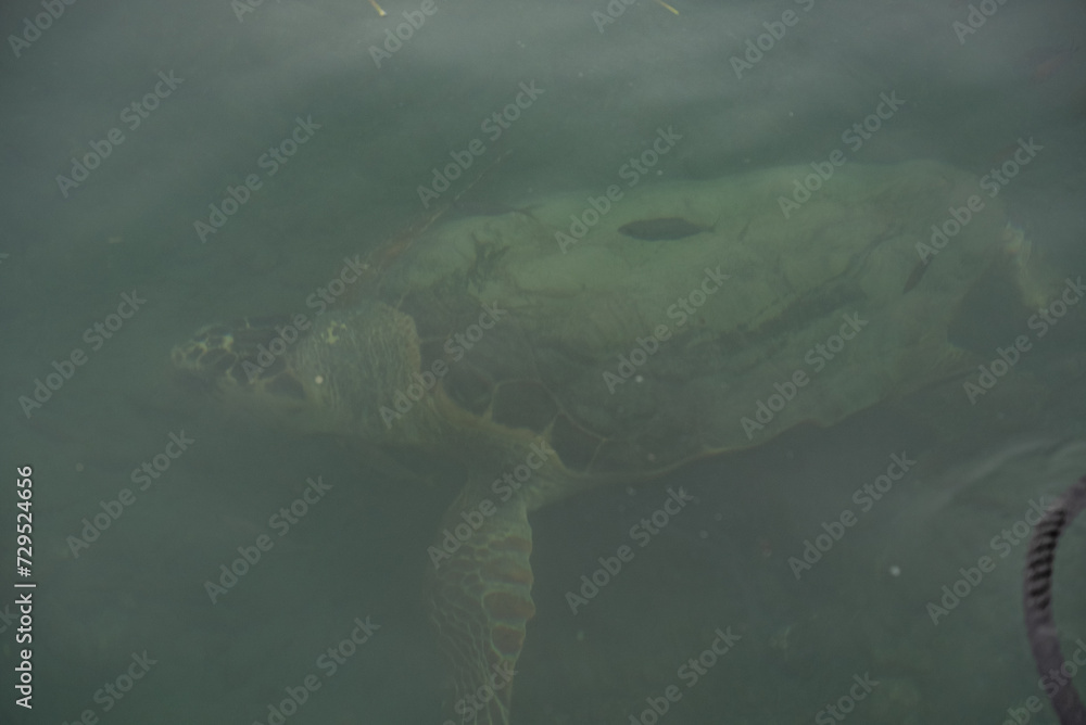 Caretta-Caretta sea turtles in Laganas on the Greek island of Zakynthos Caretta-Caretta sea turtles in Laganas on the Greek island of Zakynthos