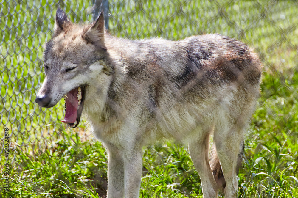 Profile of Panting Wolf in Sunlit Sanctuary Profile of Panting Wolf in Sunlit Sanctuary