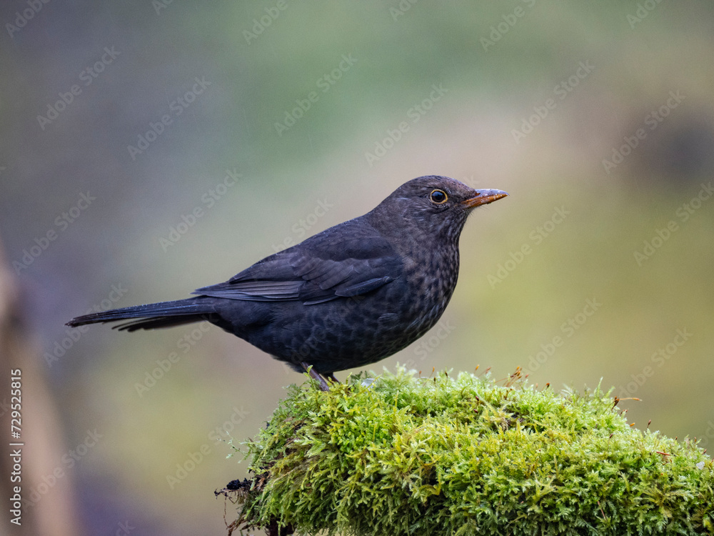 Amsel (Turdus merula) Amsel (Turdus merula)