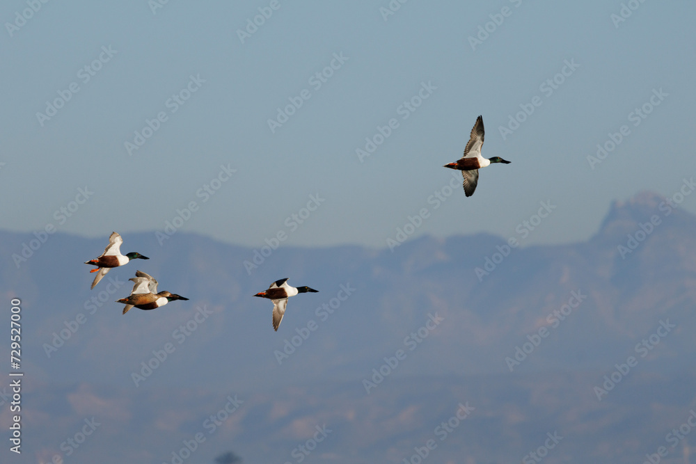 Cuatro patos volando, Anas platyrhynchos, en el parque natural El Hondo con las montañas de Crevillente al fondo, España