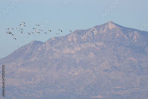 Bandada de gaviotas reidoras volando, Chroicocephalus ridibundus, y al fondo montaña de Crevillente, España