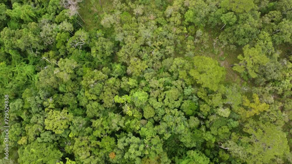 Top Down View of an Green Rainforest Tree - Overhead Aerial Canopy Forest
Top Down View of an Green Rainforest Tree - Overhead Aerial Canopy Forest